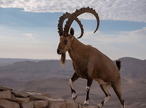 nubian ibex and mountainous habitat