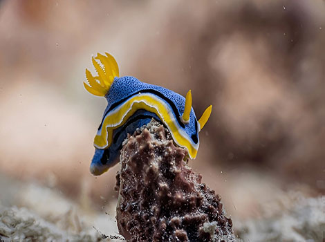 nudibranch sea slug and coral reef habitat