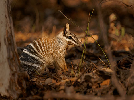 numbat and eucalyptus forest habitat