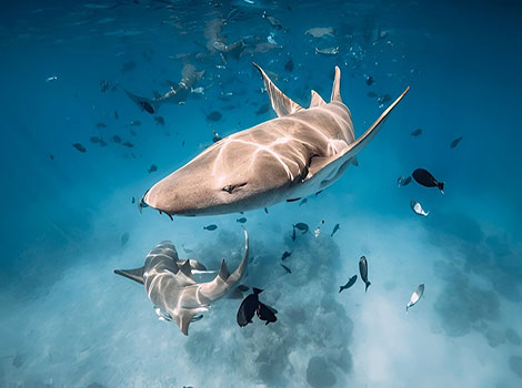 nurse shark fish and tropical reef habitat