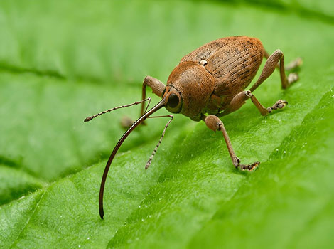 nut weevil insect and hazelnut tree