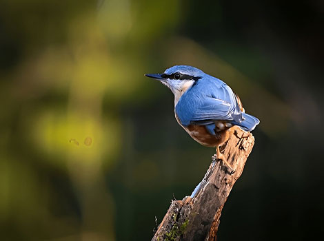 nuthatch bird and tree habitat