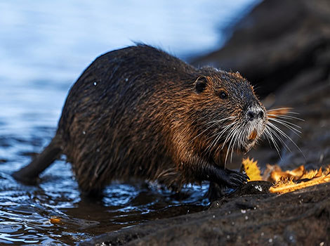 nutria and wetland habitat