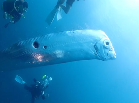 oarfish elongated body and deep-sea species