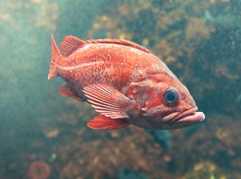 Ocean perch deep-sea fish and spiny fins
