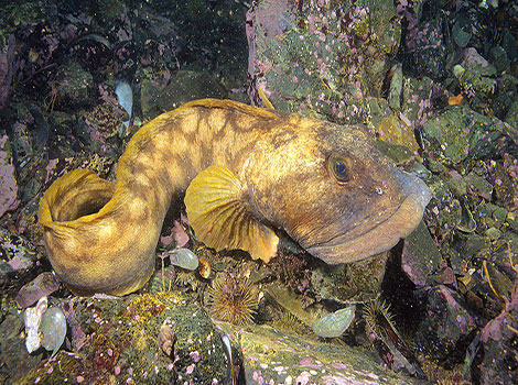 Ocean pout fish and cold-water survival