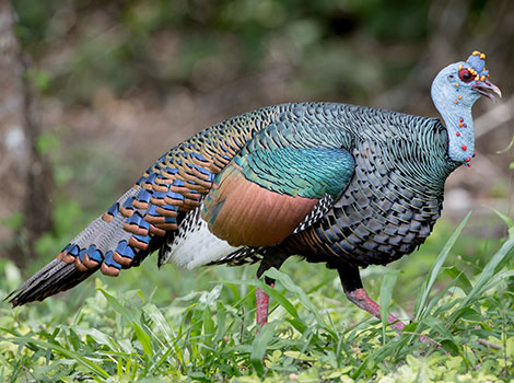 Ocellated turkey plumage and tropical habitat