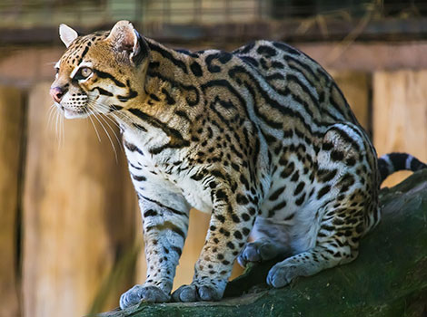 ocelot wildcat and tropical forest habitat