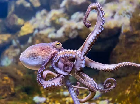 octopus camouflage and coral reef habitat