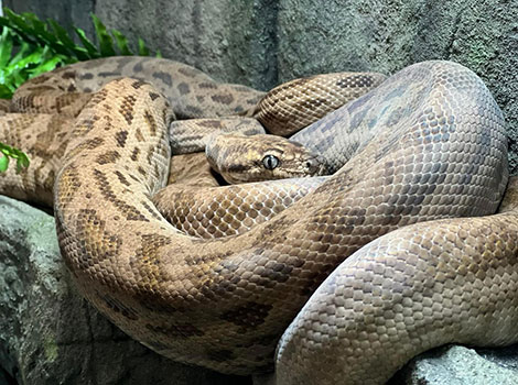Oenpelli python habitat and rocky adaptation
