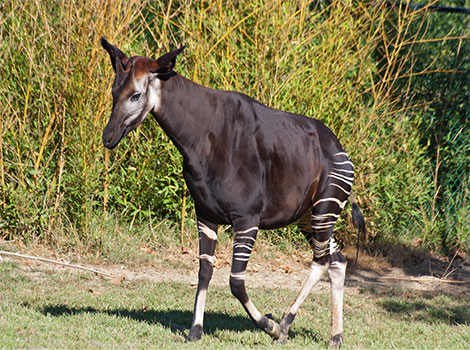 okapi rainforest mammal and endangered species