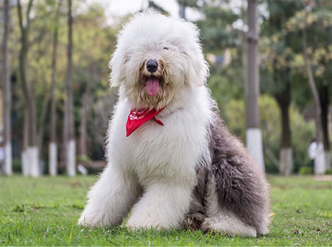 Old English Sheepdog breed and shaggy coat