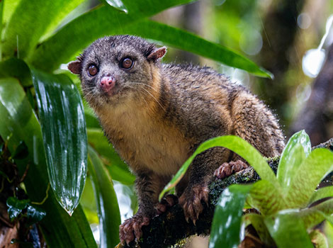 olingo arboreal mammal and rainforest habitat