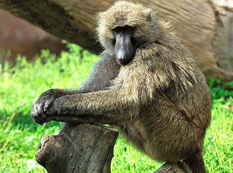 olive baboon primate and savanna habitat