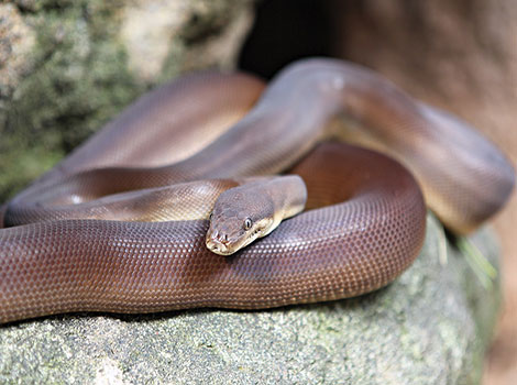 Olive python constrictor and Australian savannas