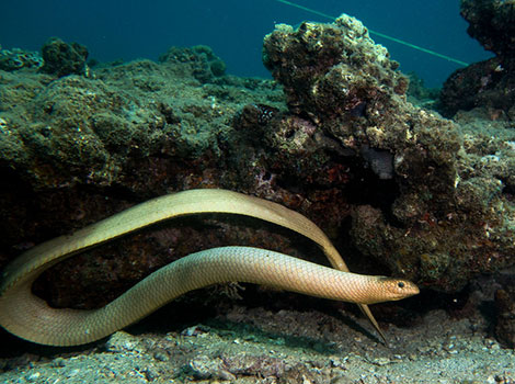 Olive sea snake marine predator and olive body