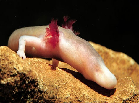 olm cave-dwelling amphibian and aquatic habitat
