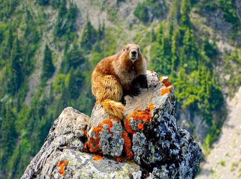 Olympic marmot habitat and social behavior