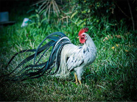 Onagadori chicken long tail feathers and Japan heritage