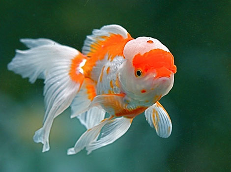 Oranda goldfish and aquarium care