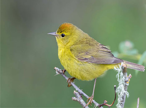 Orange-crowned warbler and olive-green plumage