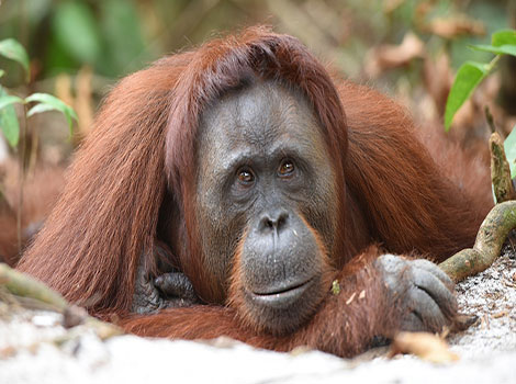 orangutan arboreal behavior and tropical forest habitat