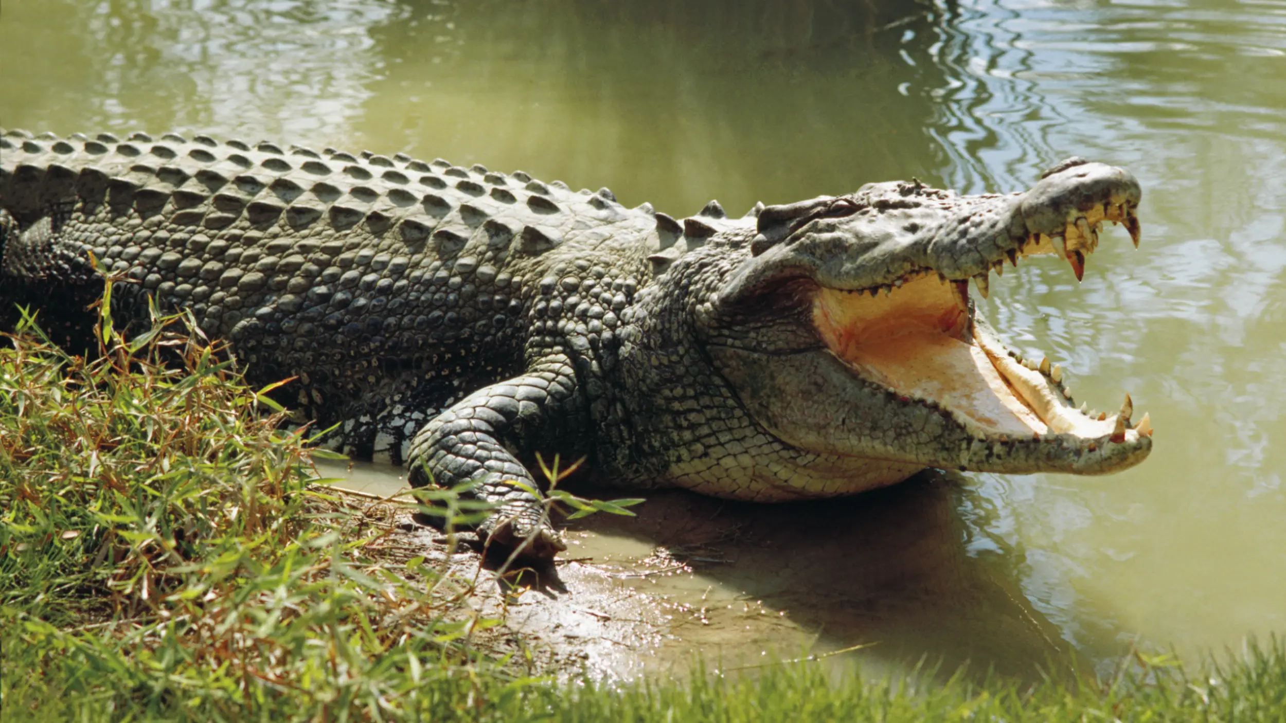 order of crocodilia