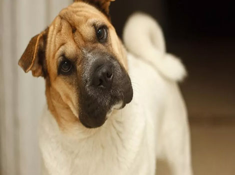 Ori-Pei dog breed and wrinkled appearance