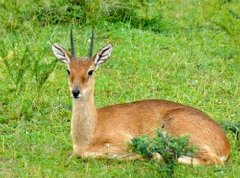 oribi antelope and open savanna habitat