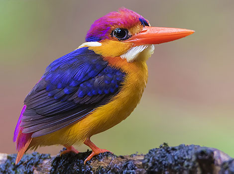 Oriental dwarf kingfisher forest and mangrove habitat