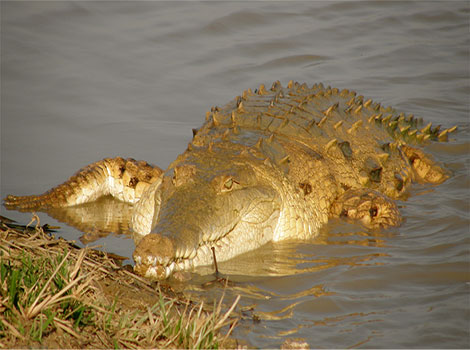 Orinoco crocodile apex predator and river habitat
