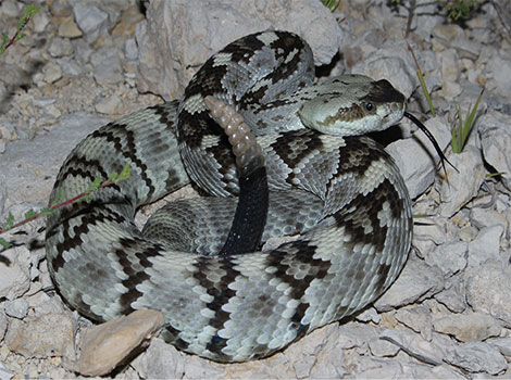 Ornate black-tailed rattlesnake and desert habitat