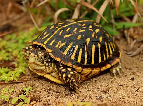 ornate box turtle terrestrial reptile and grassland habitat