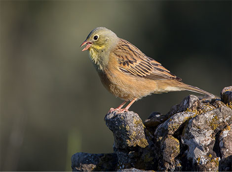 Ortolan bunting bird and European farmland habitat