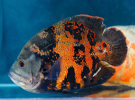 Oscar fish and territorial aquarium behavior