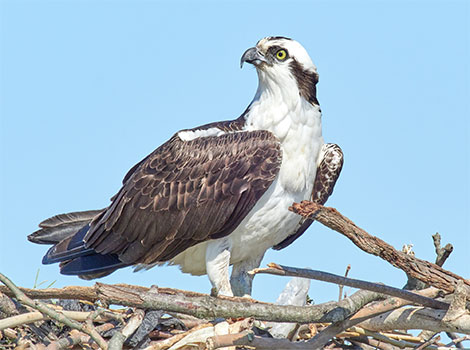 osprey bird of prey and fishing behavior