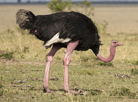 ostrich flightless bird and savanna habitat
