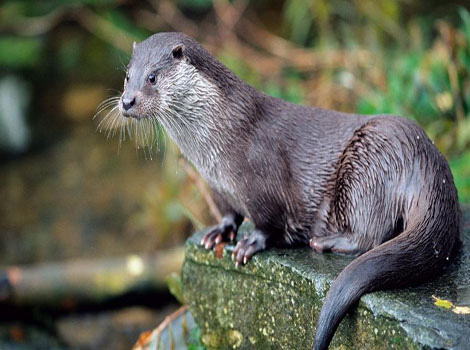 otter playful behavior and aquatic mammal