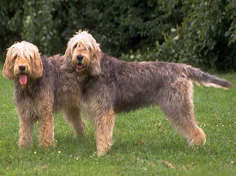 Otterhound hunting dog and wetland adaptation