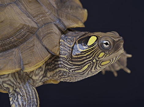 Ouachita map turtle shell and aquatic habitat