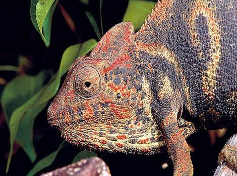 Oustalet's chameleon camouflage and habitat