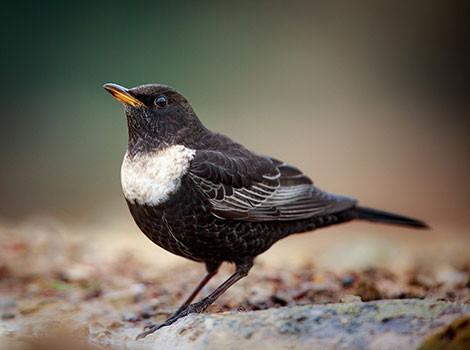 ouzel aquatic bird and stream habitat
