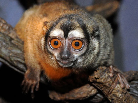 Owl monkey nocturnal primate and large eyes
