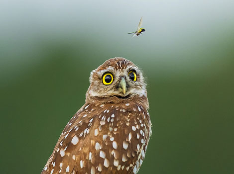 owl nocturnal bird and hunting behavior