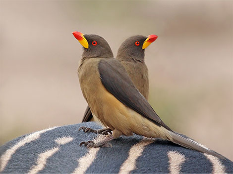 Oxpecker bird and parasitic cleaning behavior