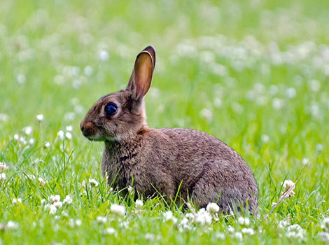 Rabbit and fast sprint