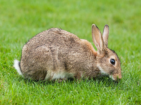 Rabbit ears and agility in grasslands