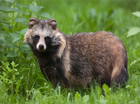 Raccoon Dog and thick fur coat
