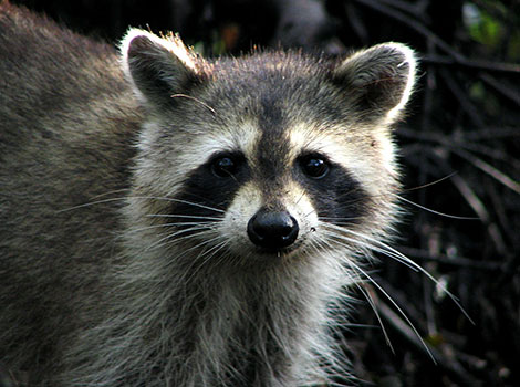 Raccoon black facial markings and bushy tail