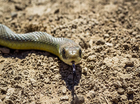 Racer snake and rapid movement